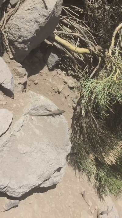 Watch DLS's leaked NSFW video on TwXstars