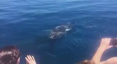 Watch Western Australia's leaked NSFW video on TwXstars