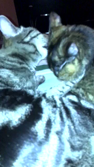 Watch Shelby's leaked NSFW video on TwXstars