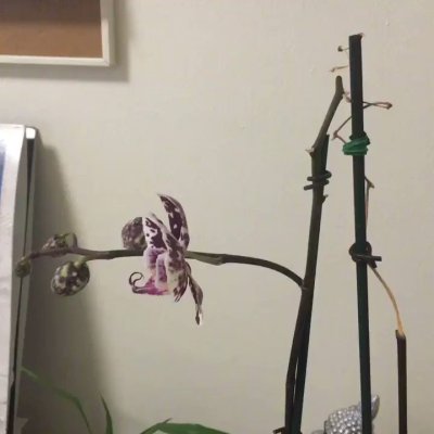 Watch sade's leaked NSFW video on TwXstars