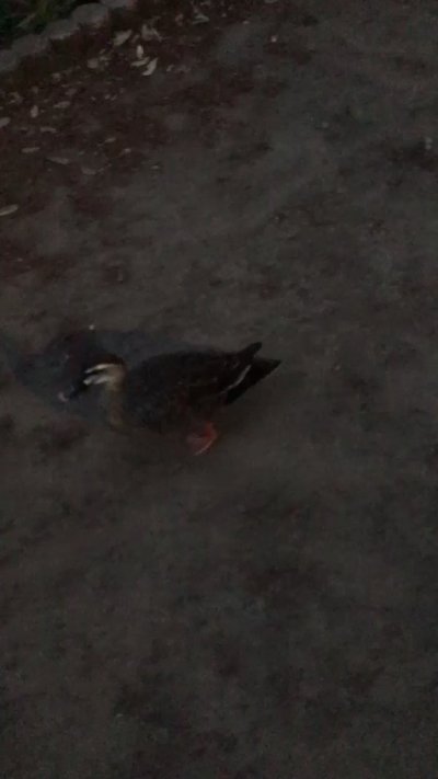 Watch cornfrosty's leaked NSFW video on TwXstars