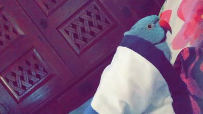 Watch Diddly's leaked NSFW video on TwXstars