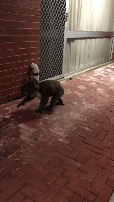 Watch South Australia's leaked NSFW video on TwXstars