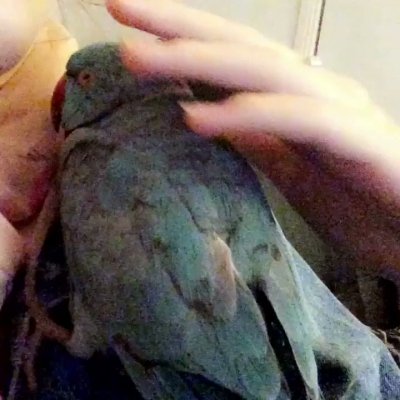 Watch Diddly's leaked NSFW video on TwXstars