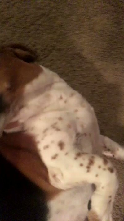 Watch Ollie Dreamer 🔜 PAX West's leaked NSFW video on TwXstars