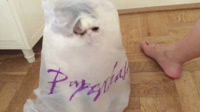 Watch 🍖 Harriet Sugarcookie 🍖's leaked NSFW video on TwXstars