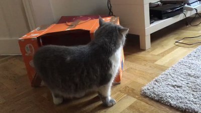 Watch 🍖 Harriet Sugarcookie 🍖's leaked NSFW video on TwXstars