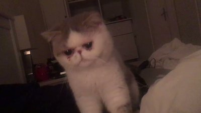 Watch 🍖 Harriet Sugarcookie 🍖's leaked NSFW video on TwXstars