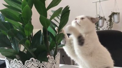 Watch 🍖 Harriet Sugarcookie 🍖's leaked NSFW video on TwXstars