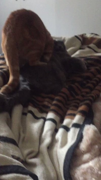 Watch Chanel Preston's leaked NSFW video on TwXstars