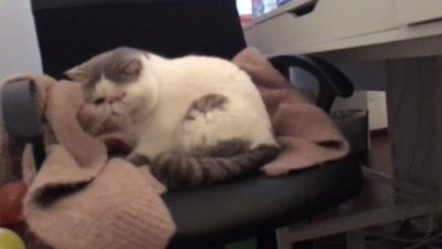 Watch 🍖 Harriet Sugarcookie 🍖's leaked NSFW video on TwXstars