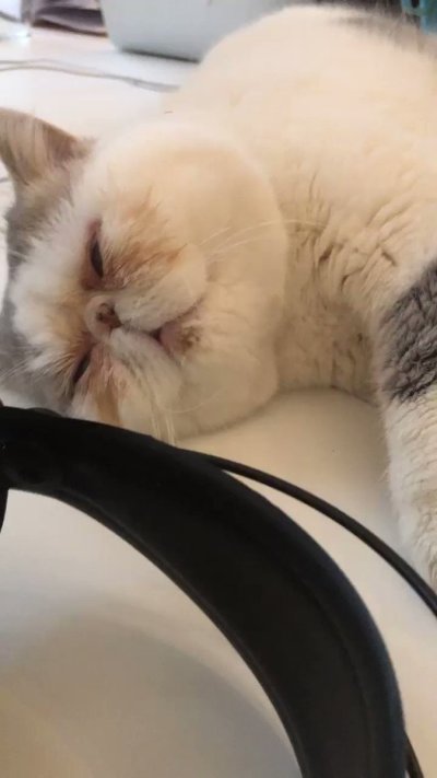 Watch 🍖 Harriet Sugarcookie 🍖's leaked NSFW video on TwXstars