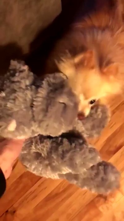 Watch Fauna Grey's leaked NSFW video on TwXstars