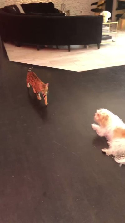 Watch Jillian Barberie's leaked NSFW video on TwXstars