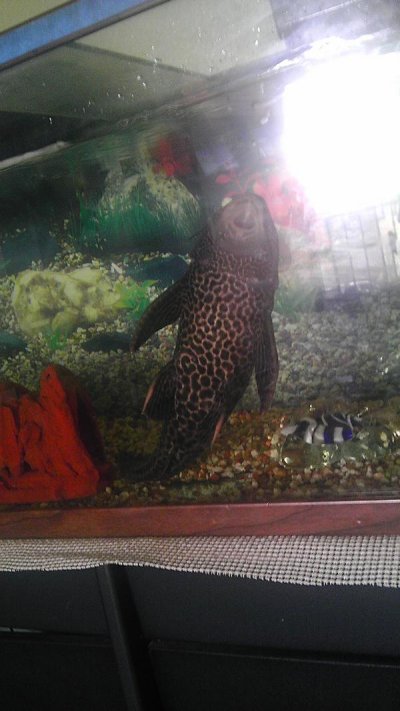 Watch ︻╦╤ー's leaked NSFW photo on TwXstars