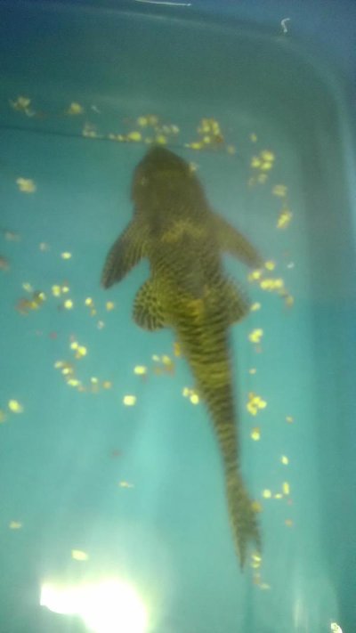 Watch ︻╦╤ー's leaked NSFW photo on TwXstars