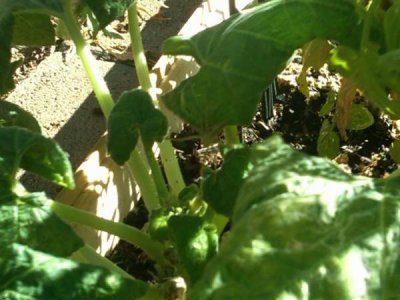 Watch Olivia O'Lovely's leaked NSFW photo on TwXstars