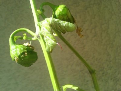 Watch Olivia O'Lovely's leaked NSFW photo on TwXstars