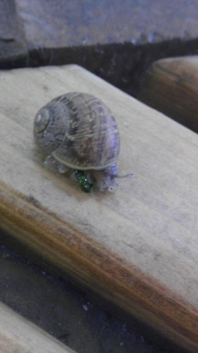 Watch ︻╦╤ー's leaked NSFW photo on TwXstars