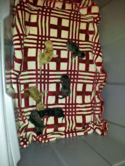 Watch kay 🐻 bear's leaked NSFW photo on TwXstars