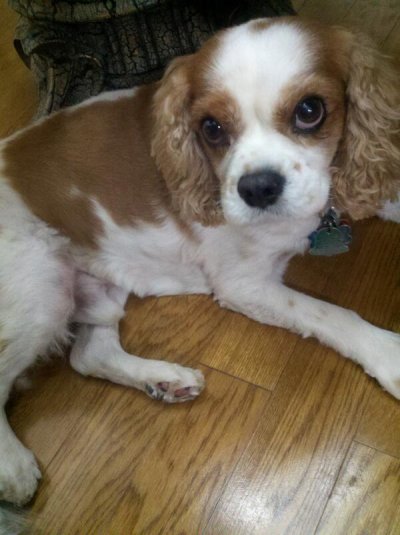 Watch kay 🐻 bear's leaked NSFW photo on TwXstars