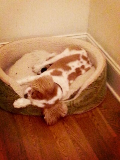 Watch kay 🐻 bear's leaked NSFW photo on TwXstars