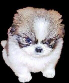 Watch Shay Brown's leaked NSFW photo on TwXstars