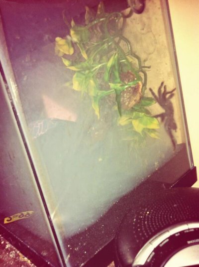 Watch GōūLD's leaked NSFW photo on TwXstars