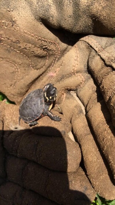 Watch Mrs. Mayhem😈's leaked NSFW photo on TwXstars