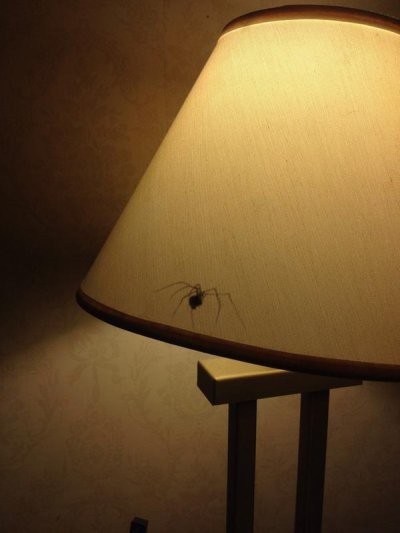 Watch Carmella Bing's leaked NSFW photo on TwXstars