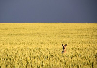 Watch South Australia's leaked NSFW photo on TwXstars