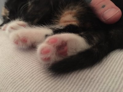 Watch GaldaLou🐐's leaked NSFW photo on TwXstars