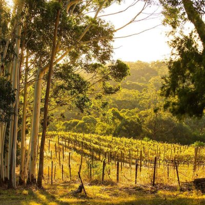 Watch South Australia's leaked NSFW photo on TwXstars