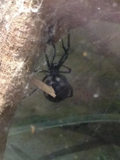 Watch SHORTY's leaked NSFW photo on TwXstars