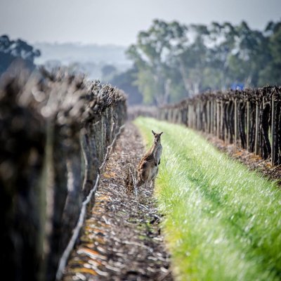 Watch South Australia's leaked NSFW photo on TwXstars