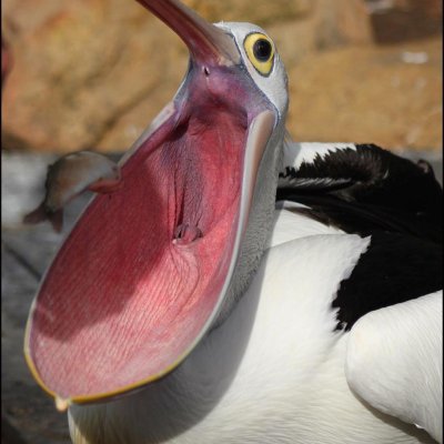 Watch South Australia's leaked NSFW photo on TwXstars