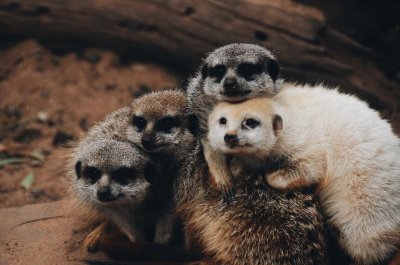 Watch South Australia's leaked NSFW photo on TwXstars