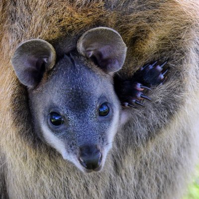 Watch South Australia's leaked NSFW photo on TwXstars