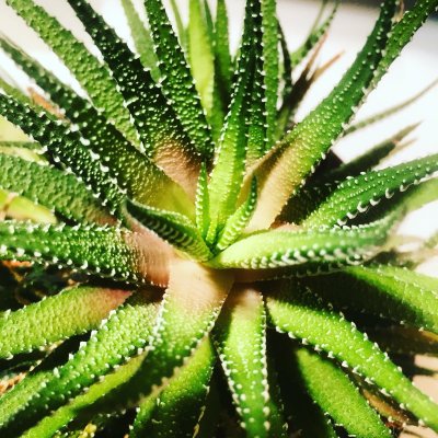 Watch DLS's leaked NSFW photo on TwXstars