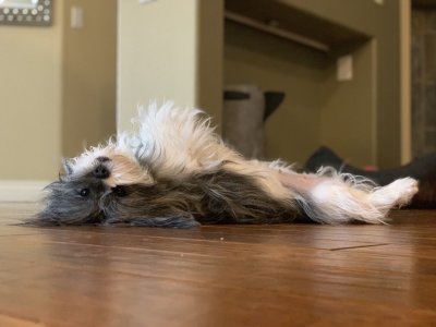 Watch Mia Malkova's leaked NSFW photo on TwXstars