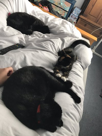 Watch GaldaLou🐐's leaked NSFW photo on TwXstars