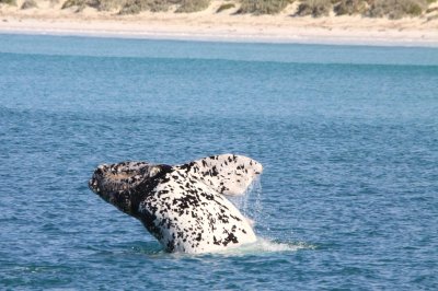 Watch South Australia's leaked NSFW photo on TwXstars