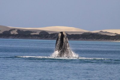 Watch South Australia's leaked NSFW photo on TwXstars