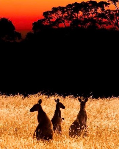 Watch South Australia's leaked NSFW photo on TwXstars