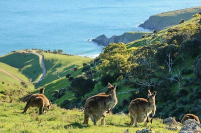 Watch South Australia's leaked NSFW photo on TwXstars