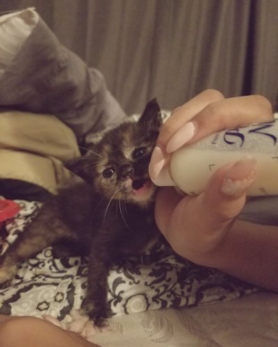 Watch 🌟harmony🌟 hiatus's leaked NSFW photo on TwXstars