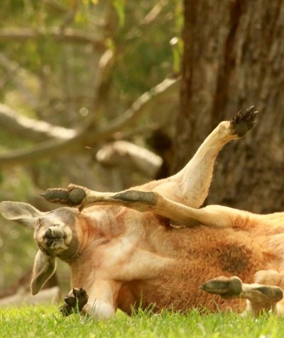 Watch South Australia's leaked NSFW photo on TwXstars