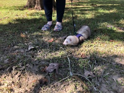 Watch FoxyPrince ♡'s leaked NSFW photo on TwXstars