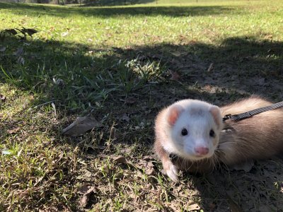 Watch FoxyPrince ♡'s leaked NSFW photo on TwXstars