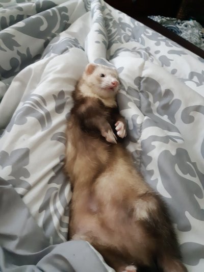 Watch FoxyPrince ♡'s leaked NSFW photo on TwXstars